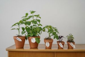 Why Embrace Companion Planting In Hemp Cultivation?