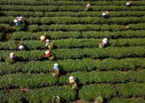 Top 10 Crop Insurance Tips For D8 Hemp Farmers