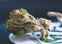 The Impact Of Thc Alternatives On Cannabis Retail