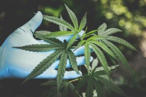 3 Tips: Hemp-Derived Thc Shakes Up Cannabis Market